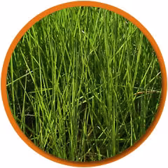 Pasto B. Humidicola 
