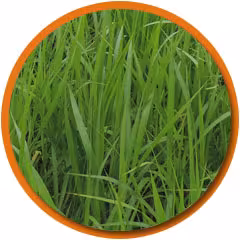 pasto piata