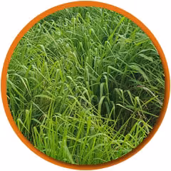 pasto panicum