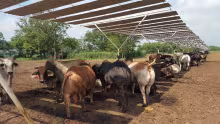 Ganado