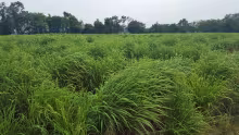 Panicum m cv. Zuri