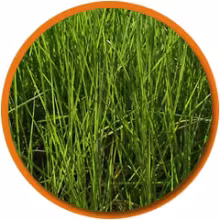 Pasto B. Humidicola 