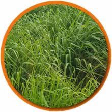 pasto panicum